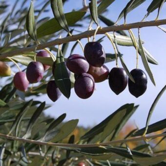 OLIO-SEGGIANO-DOP-714682147