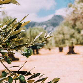 alberi-di-olive