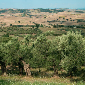 larino-1-of-1-e1554195444292