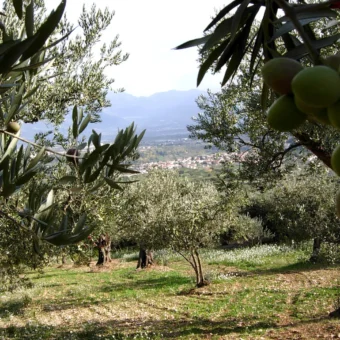 oliveto-peligno.jpg